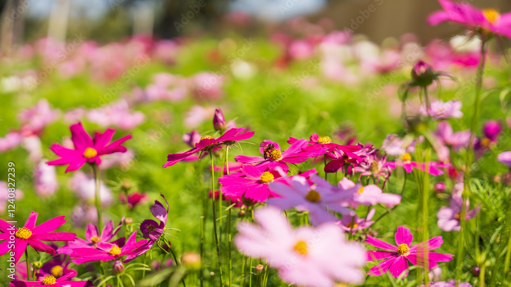 flower cosmos field blooming, Nature Background. flower cosmos field blooming, Nature Background.