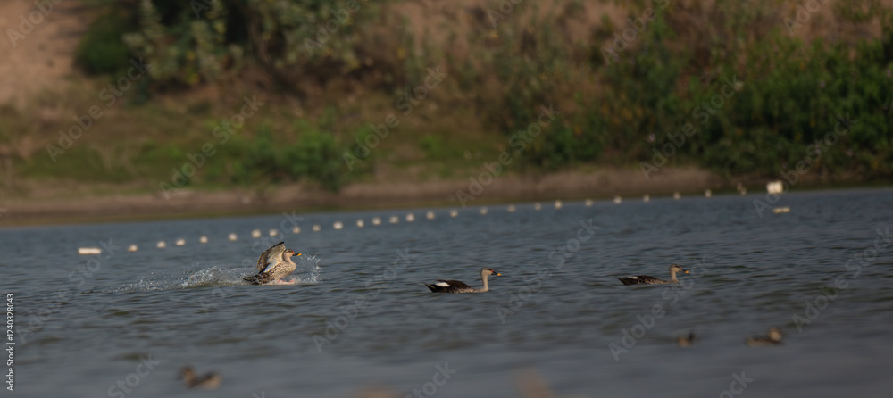 The beautiful Duck swimming in water body contrasting patterns of dark and light feathers with friends , providing camouflage in their sandy habitats. The background is blurred with contrasting. The beautiful Duck swimming in water body contrasting patterns of dark and light feathers with friends , providing camouflage in their sandy habitats. The background is blurred with contrasting.