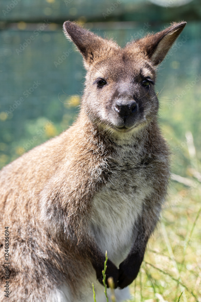 Fototapeta premium Cute fluffy wallaby in the park. Marsupial mammals. Australia
