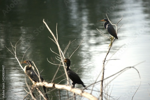 anhinga perched in the branch in the lake photo