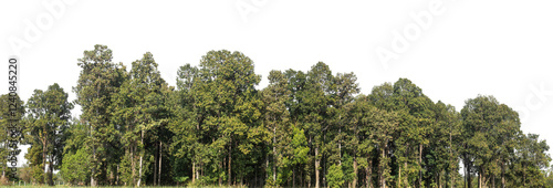 Obraz na plátně Green Trees on transparent background