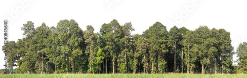 Green Trees on transparent background. are Forest and foliage in summer for both printing and web pages with cut path and alpha channel