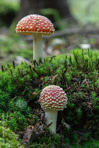 Bild auf Leinwand Red Amanita Mushrooms in Forest
