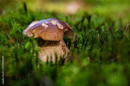 Delicious and Safe: A Guide to Edible Mushrooms
