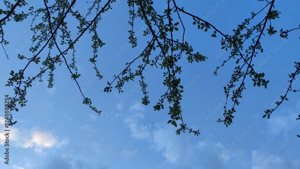 branches of a tree