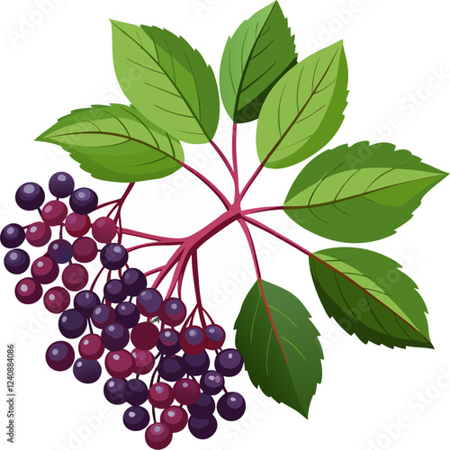 A cluster of dark berries with green leaves, depicting a natural plant illustration.