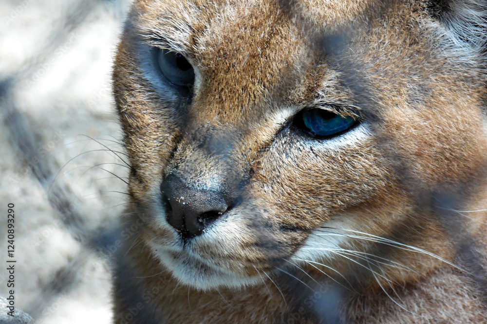 Obraz premium lynx