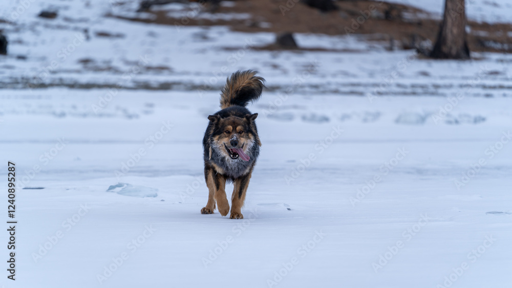 Playful Dog on Frozen Lake
A lively dog running joyfully across the frozen surface of Khuvsgul Lake, Mongolia, embodying energy and freedom in a winter landscape. Playful Dog on Frozen Lake
A lively dog running joyfully across the frozen surface of Khuvsgul Lake, Mongolia, embodying energy and freedom in a winter landscape.