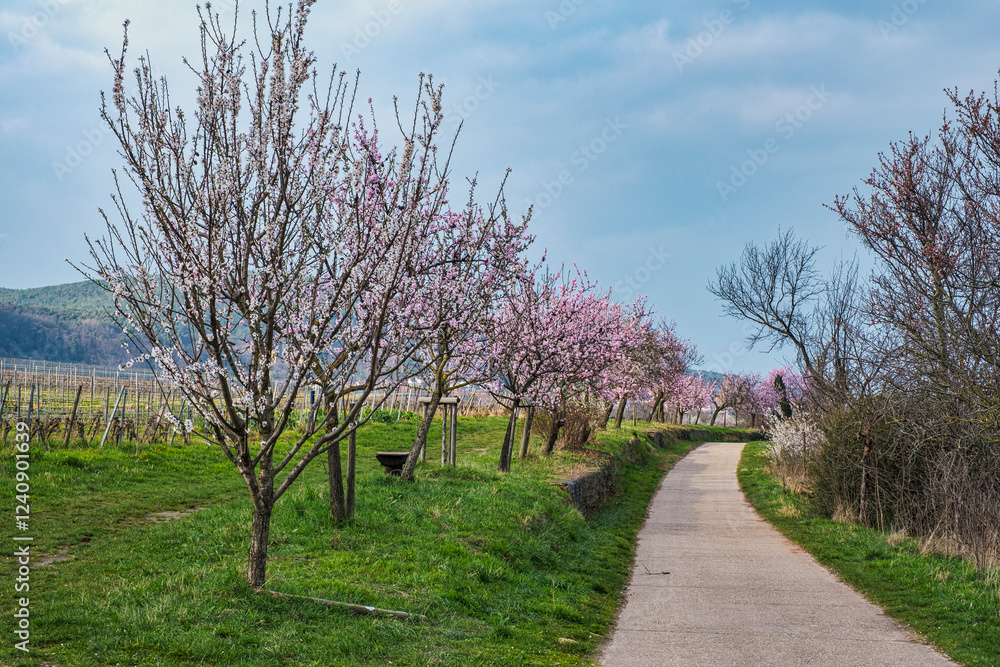 Young blooming almond trees in the Palatinate next to a narrow path Young blooming almond trees in the Palatinate next to a narrow path