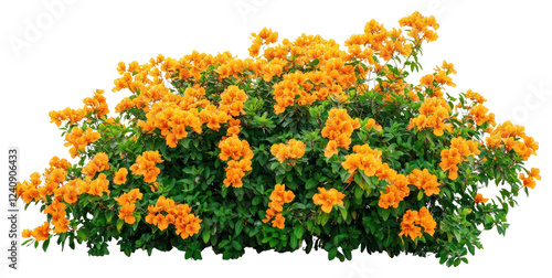 Fototapeta Naklejka Na Ścianę i Meble -  PNG Real orange flower bushes flowers plant green.
