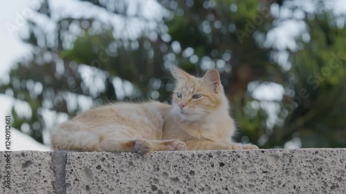 Gato naranja sobre muro