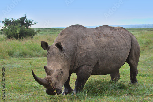 scarred male southern white rhino with blood on face walking after sparring in the wild plains of solio game reserve, kenya
