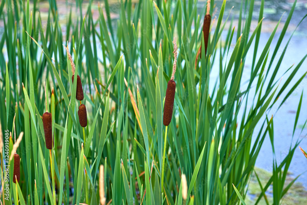 Green, leaves and cattail plant with river for aqua organism, natural growth or summer season by pond in countryside. Empty, bulrush or roots with nutrition for swamp, ecology or agro ecosystem