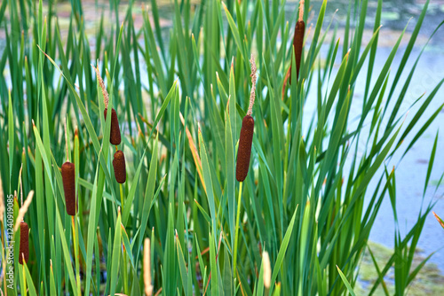 Obraz na płótnie Green, leaves and cattail plant with river for aqua organism, natural growth or summer season by pond in countryside. Empty, bulrush or roots with nutrition for swamp, ecology or agro ecosystem w salonie