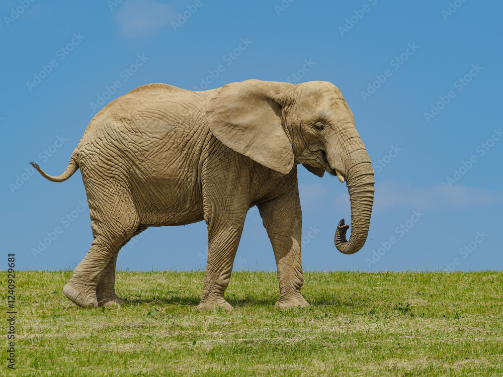 Obraz premium Giant africn elephant on the horizon