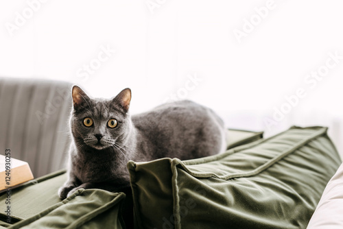 Billede på lærred A chartreux breed gray cat with big yellow eyes on a green cushioned surface, ga
