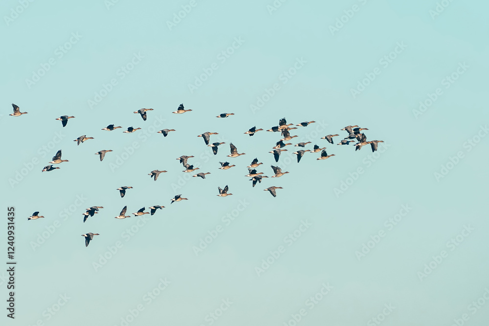 Flock of Migrating Geese Flying Against a Clear Blue Sky Flock of Migrating Geese Flying Against a Clear Blue Sky