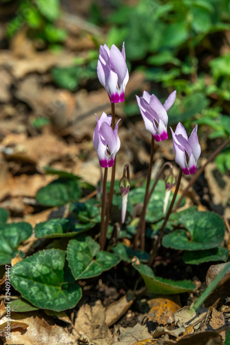 Delicate pink Cyclamens growing wild on a wooded slope in Kiryat Tivon Israel. It is the symbol of the town.
 photo