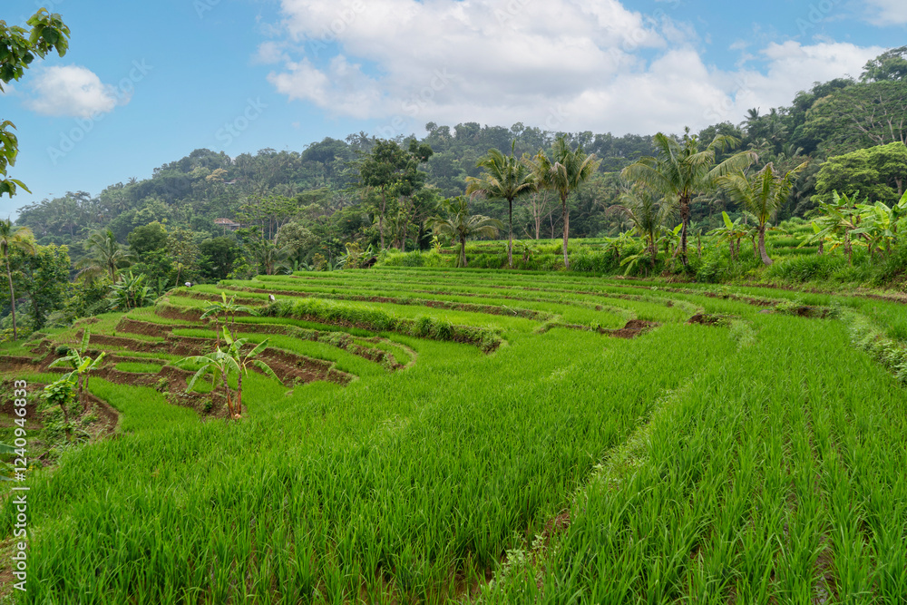 Obraz premium Beautiful rice field landscape. green rice terrace in Indonesia