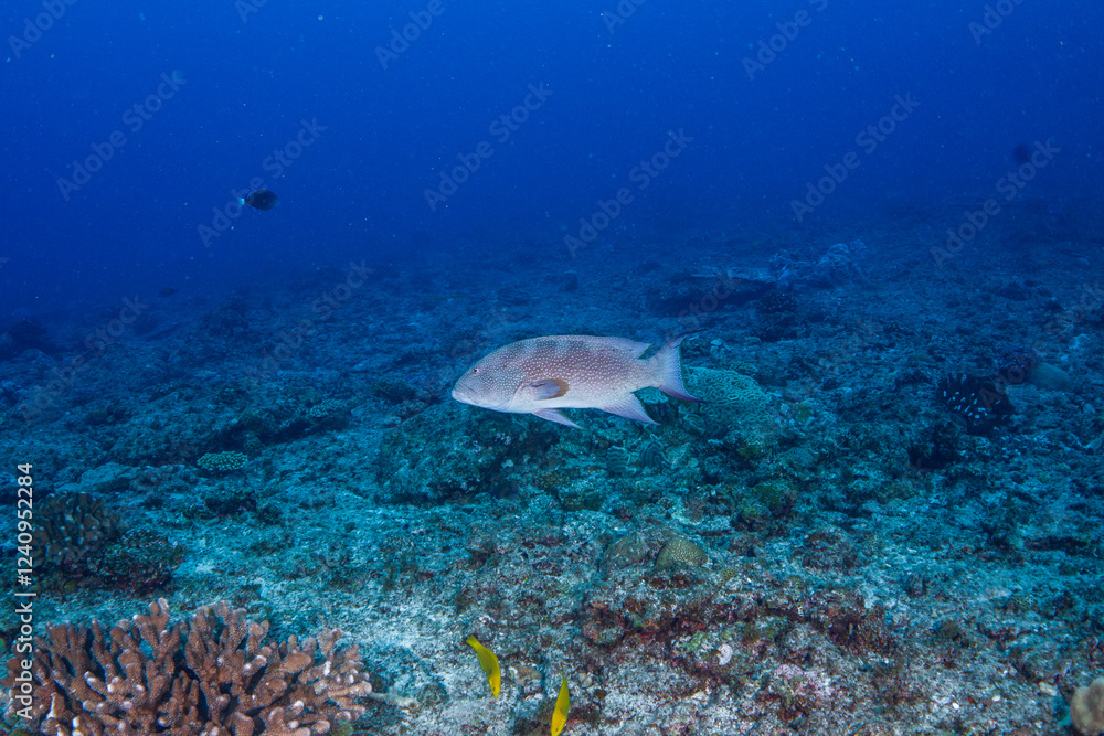 Obraz premium シガテラ毒を持つバラハタ 小笠原