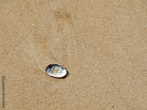 Nahaufnahme einer Herzmuschel (Cardiidae), die an den Nordseestrand gespült wurde photo