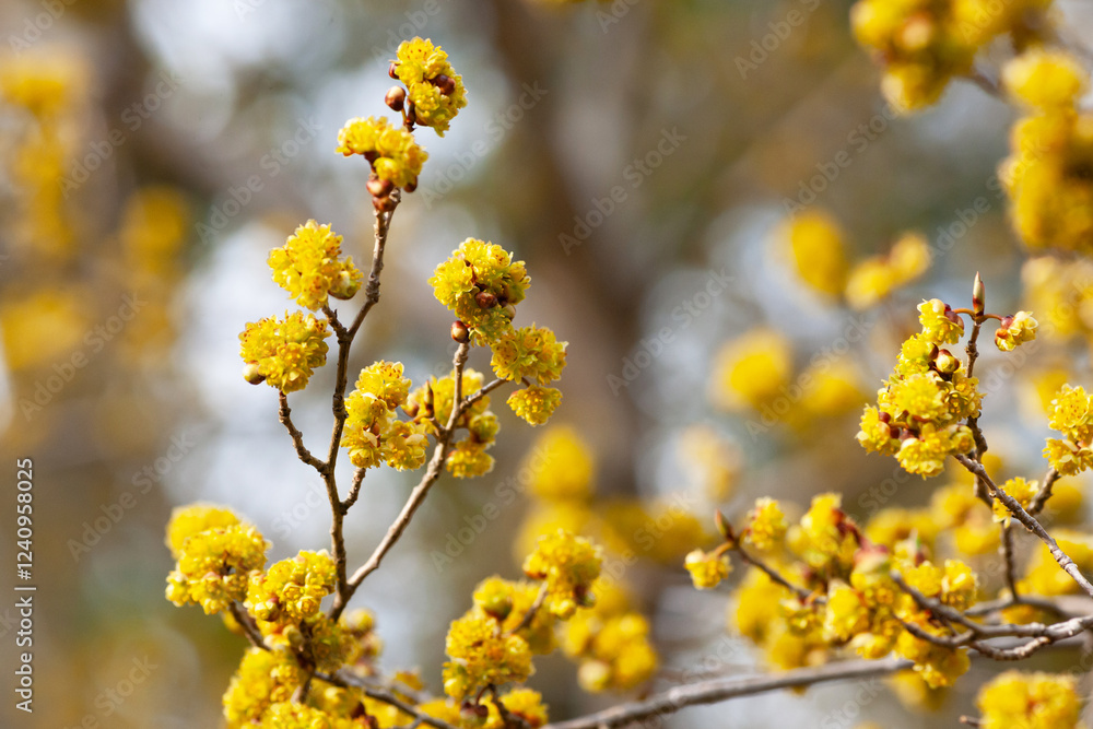 アブラチャンの花開花