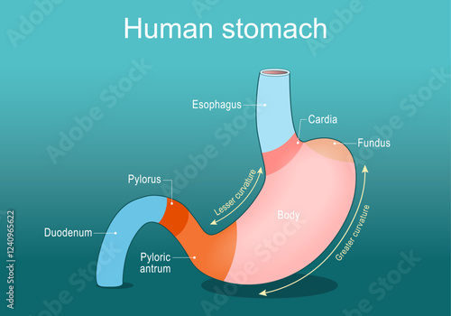 Stomach anatomy. Parts of a human stomach