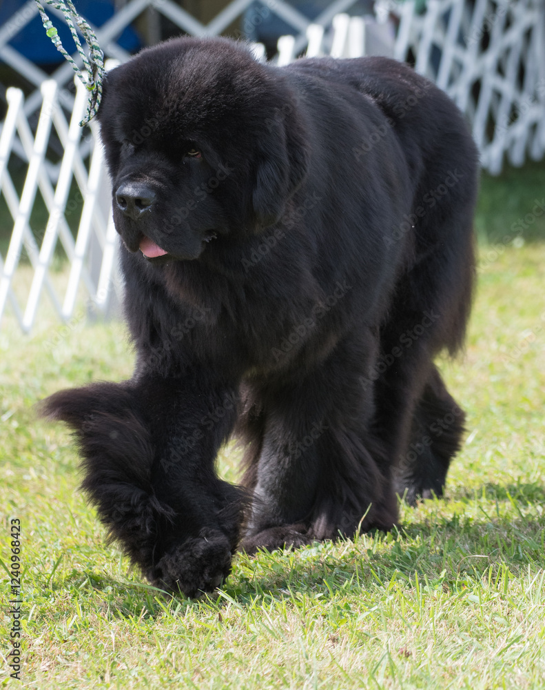 Newfoundland walking along the fence in a dog show ring. Newfoundland walking along the fence in a dog show ring.