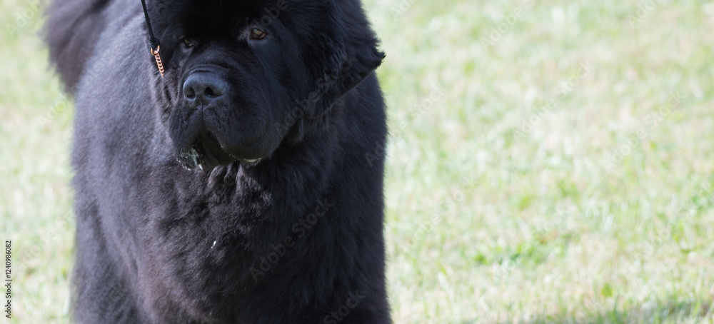Newfoundland dog with a green grass background. Newfoundland dog with a green grass background.