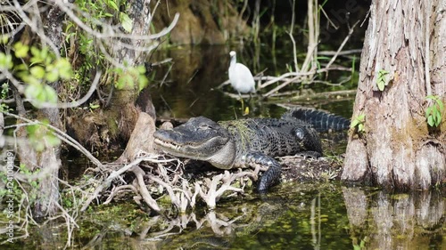 American alligator resting on tree with white heron walking in background