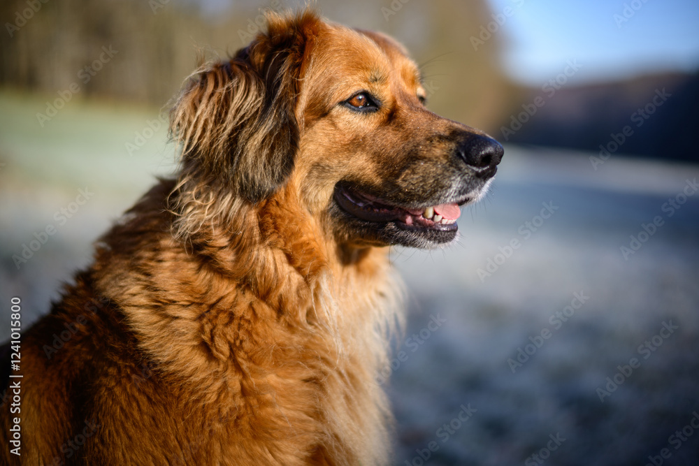 Portrait of a four year old female Hovawart Portrait of a four year old female Hovawart