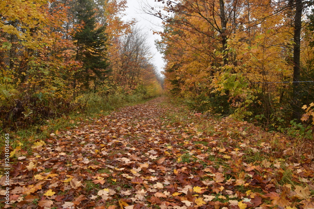 A trail in the forest in the fall, Sainte-Apolline, Québec, Canada A trail in the forest in the fall, Sainte-Apolline, Québec, Canada