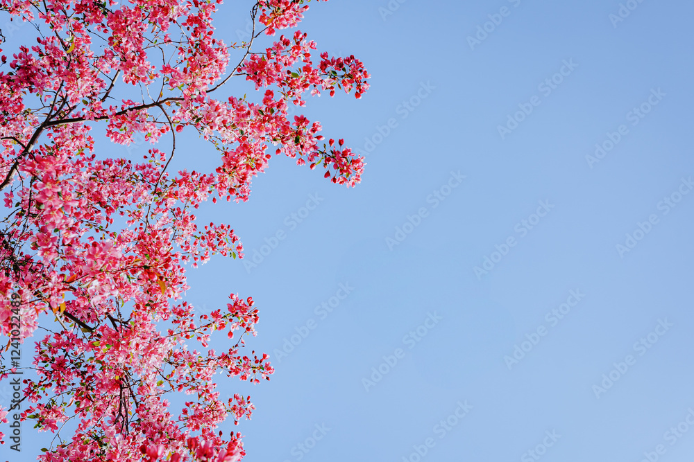 Vibrant Cherry Blossom Branches Against a Clear Blue Sky Vibrant Cherry Blossom Branches Against a Clear Blue Sky