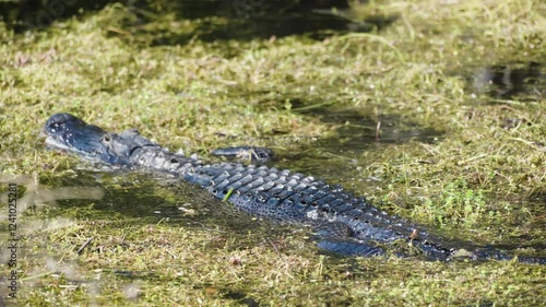 Alligator swimming through the Florida Everglades