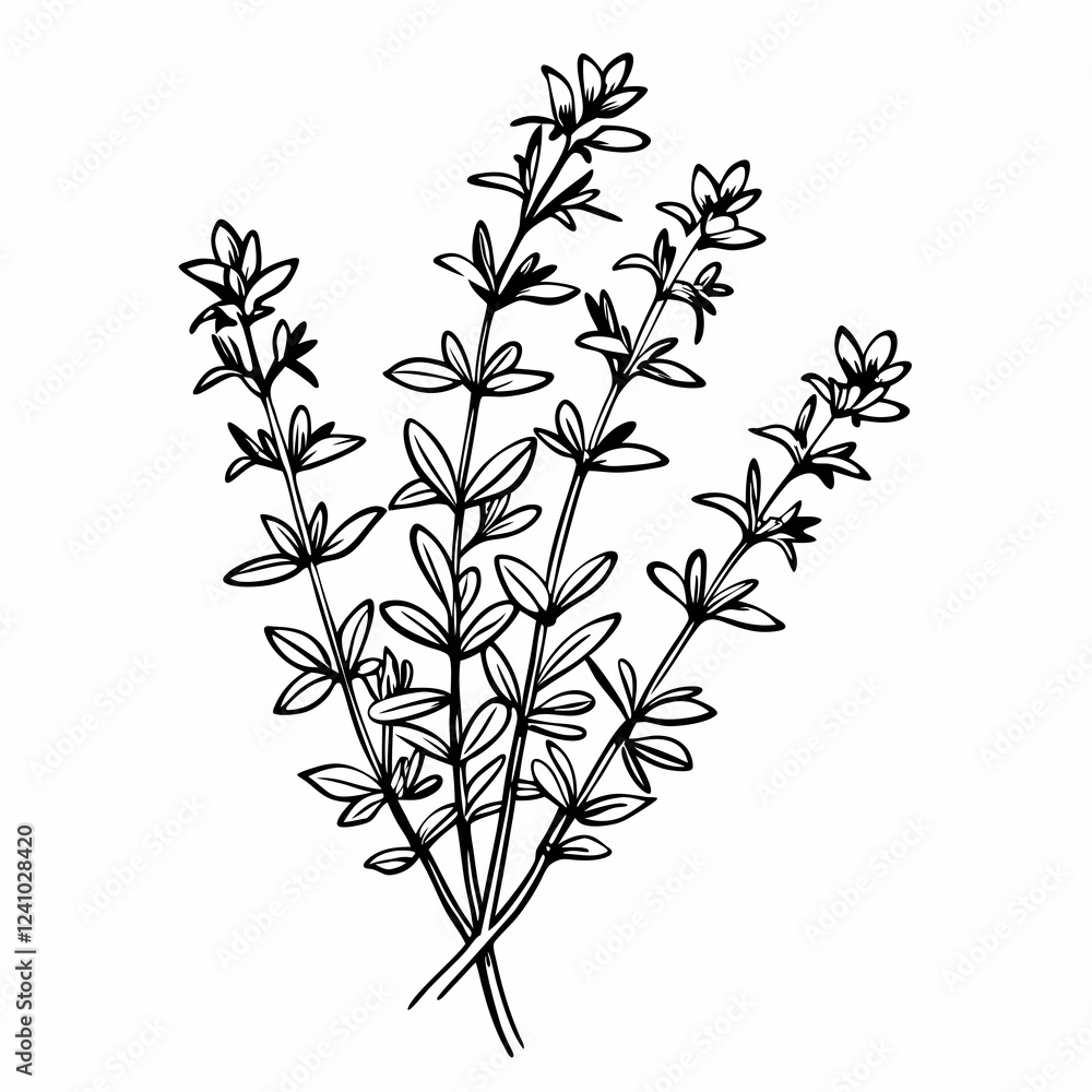 Naklejka premium Thyme herb illustration in black and white on a simple background