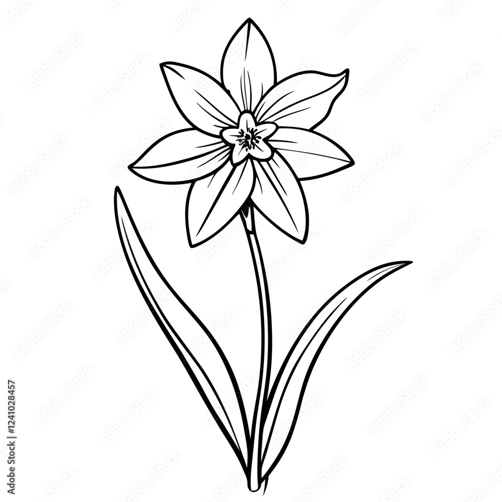 Scilla flower illustration in black and white on a simple background Scilla flower illustration in black and white on a simple background