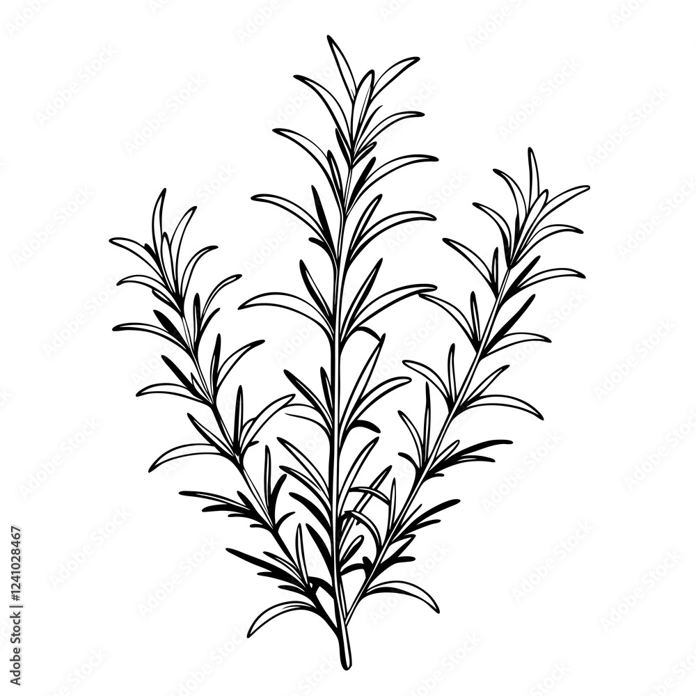 Naklejka premium Rosemary herb illustration in black and white on a simple background