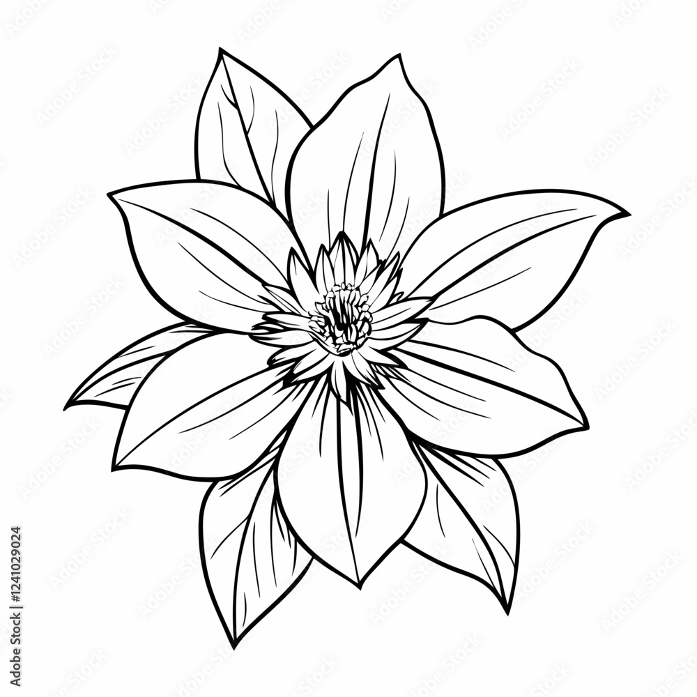 Fototapeta premium Clematis flower illustration in black and white on a simple background