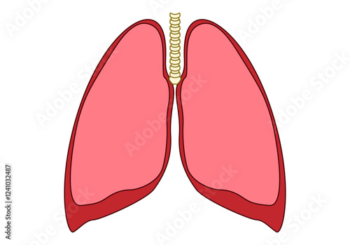 Pulmones humanos con tráquea en fondo blanco