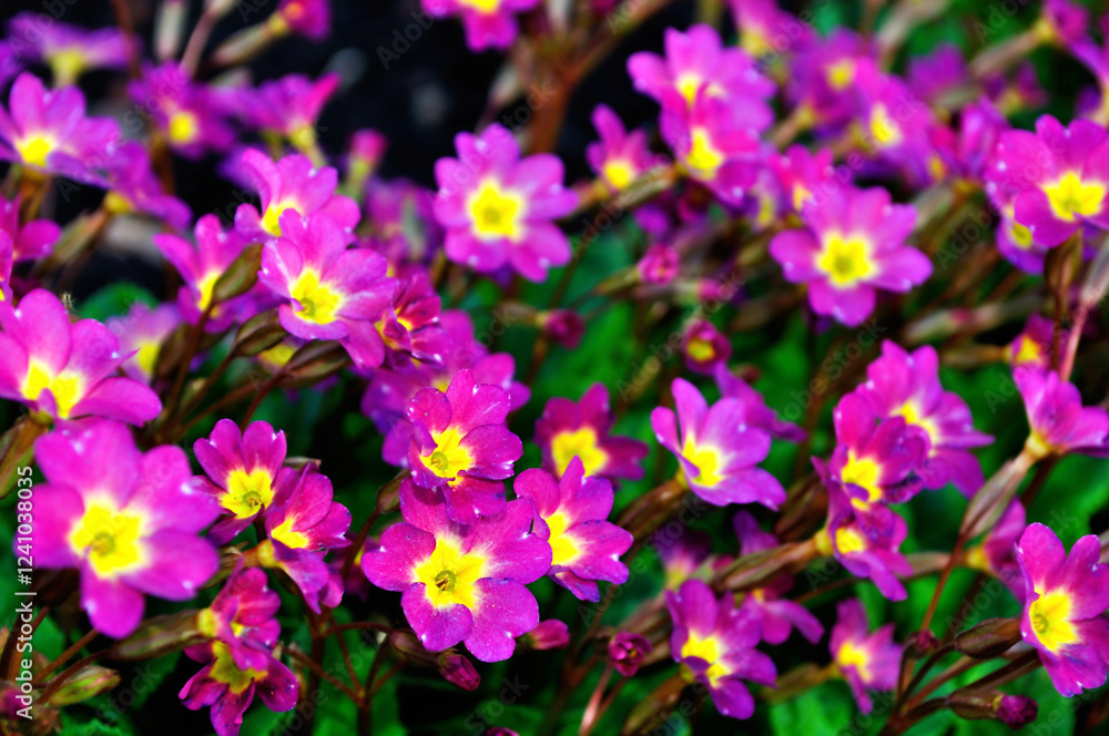 Spring background with blooming Primula juliae, also known as Julias primrose or purple primrose Spring background with blooming Primula juliae, also known as Julias primrose or purple primrose