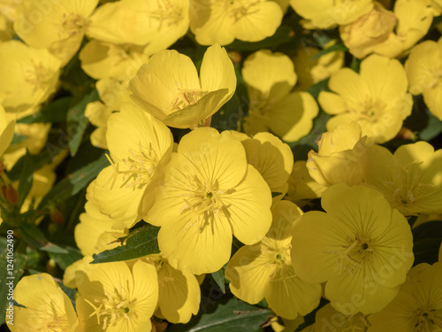 evening primrose flowers