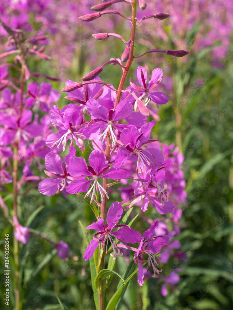 blooming fireweed in summer close up blooming fireweed in summer close up