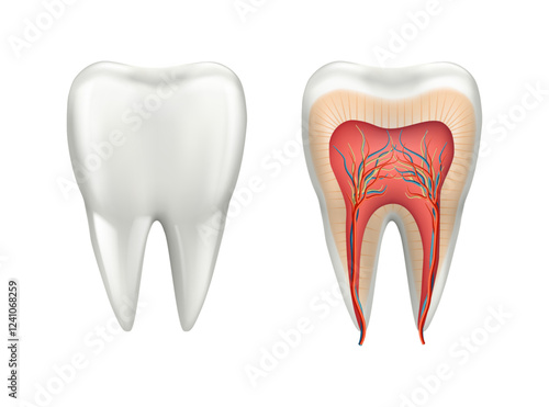 Structure of human teeth in section, dentinal tubules. Vector anatomy and histology of healthy molar from inside. Realistic rendering of tooth with nerves and blood. Oral medicine and healthcare