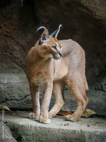 portrait of a animal