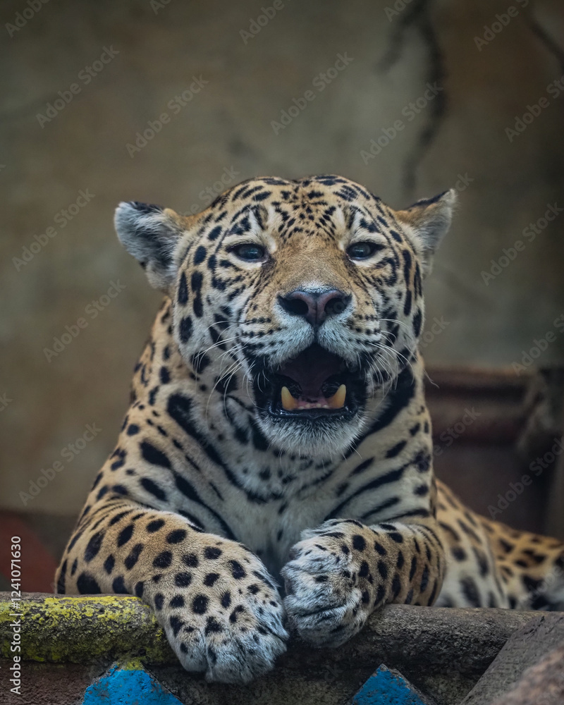 Fototapeta premium Portrait of a leopard 