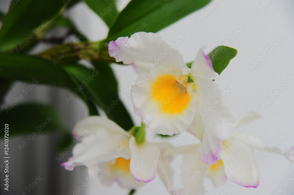 植物 植物