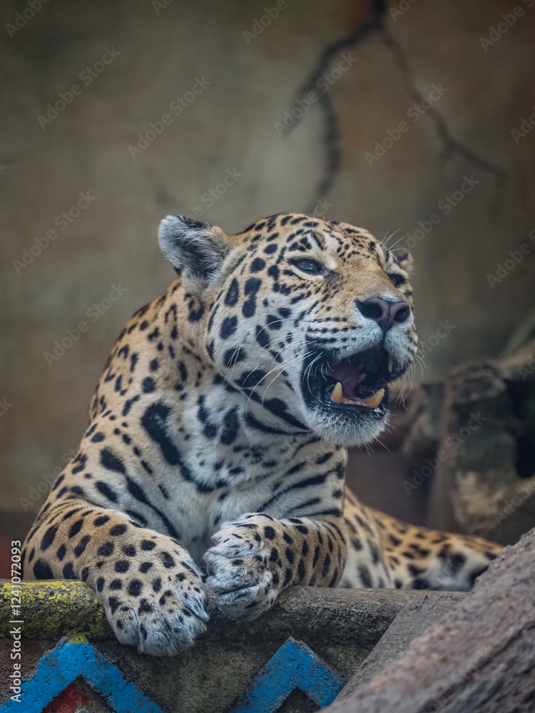 Fototapeta premium Leopard 