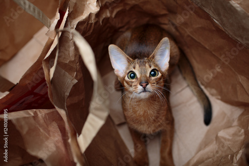 Obraz na płótnie Young Abyssinian cat playfully hiding inside a crumpled paper bag