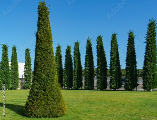 A row of tall, neatly trimmed evergreen cupressocyparis Leylandii stands against clear blue sky, creating serene and orderly landscape in Gelendzhik near Chateau de Talyu winery. photo