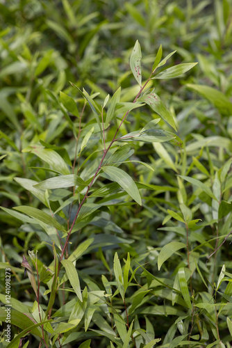 Tree nursery in Kpalime, Togo photo